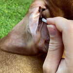 Person reinigt vorsichtig das Ohr eines Hundes mit einem ClicSwab Pflegestäbchen für Ohren und Augen.