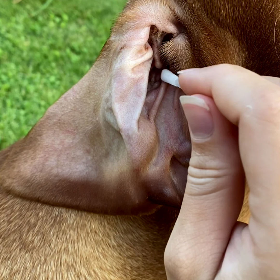 Person reinigt vorsichtig das Ohr eines Hundes mit einem ClicSwab Pflegestäbchen für Ohren und Augen.