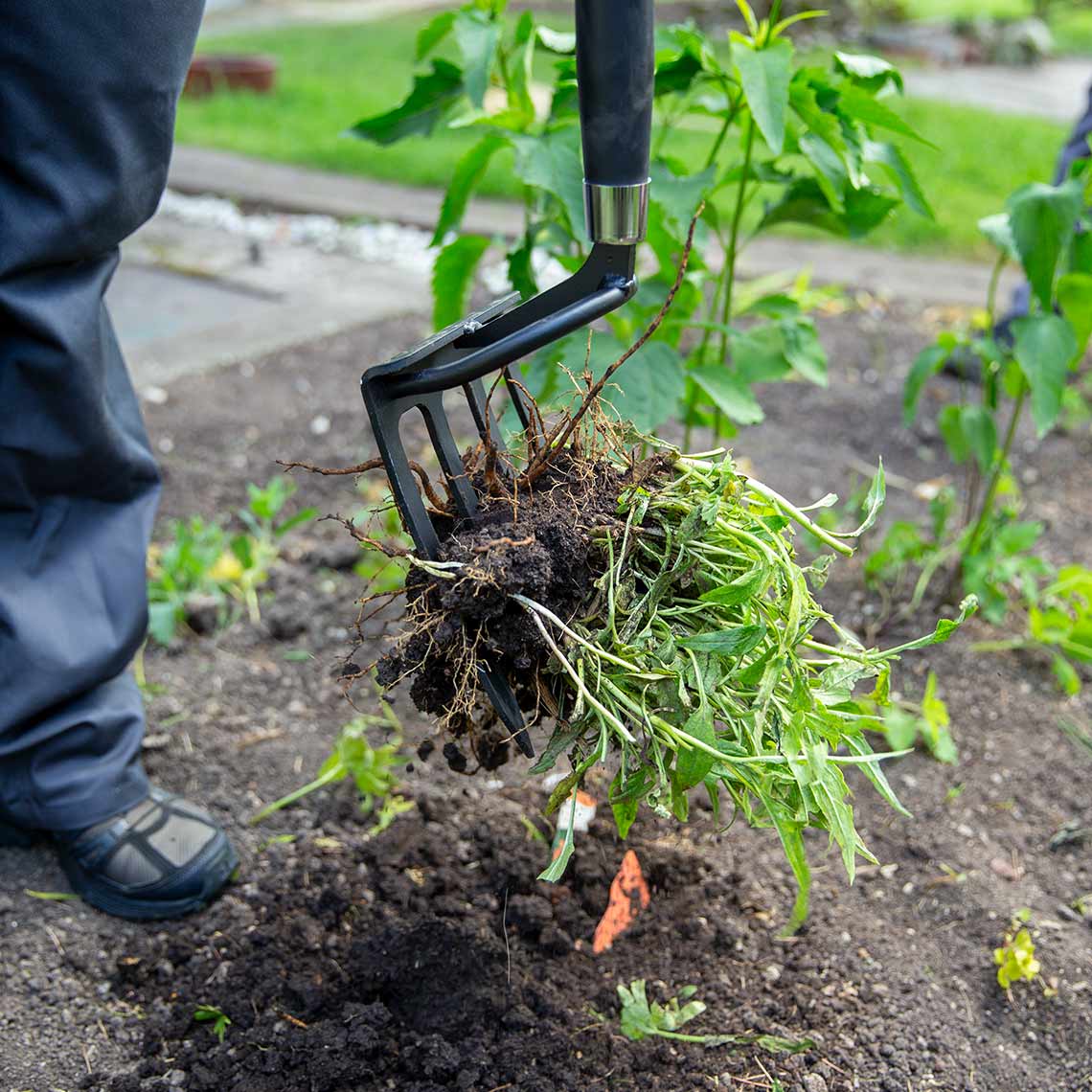 Mit dem Fuß wird die Hammersmith Rayzor Shovel in dunkle, bewurzelte Gartenerde gedrückt.