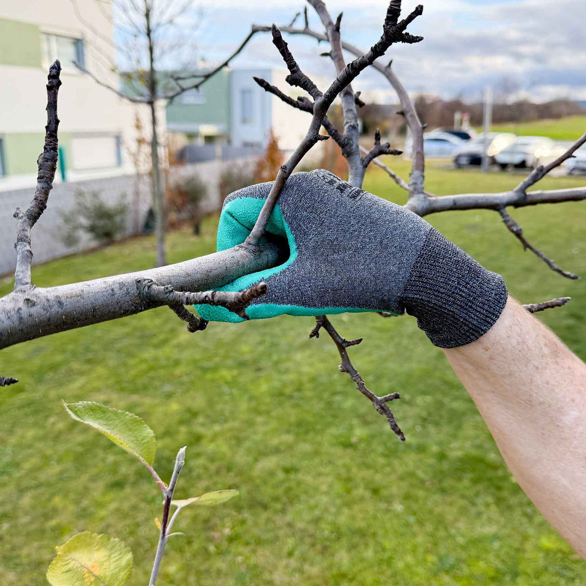 Hand mit grün-grauem Gartenhandschuh greift einen Ast beim Arbeiten im Garten, im Hintergrund Rasen und Häuser.