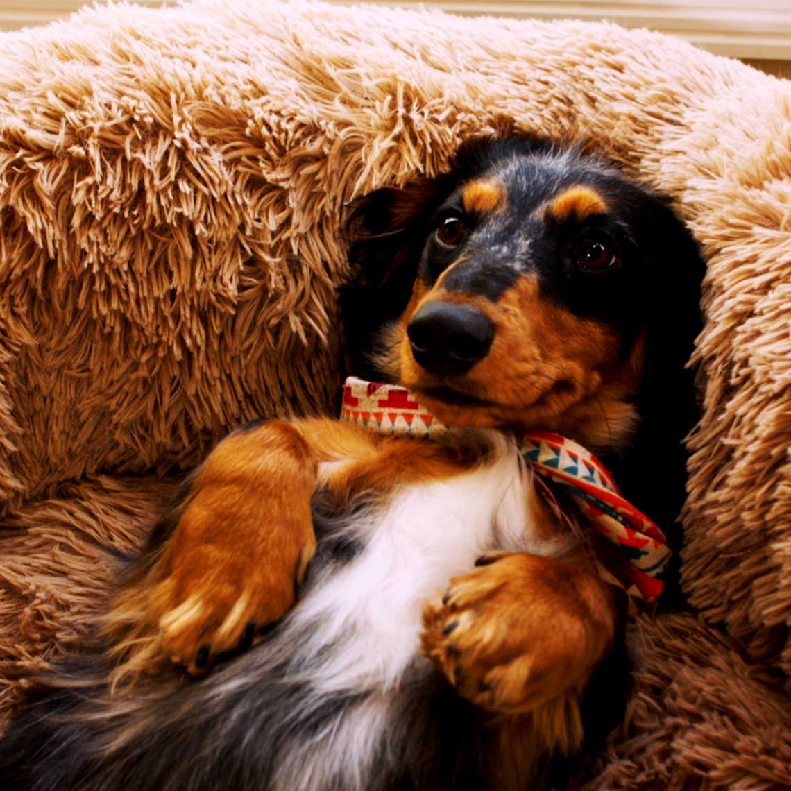 Kleiner Hund mit Halstuch liegt im flauschigen PeacefulPooch Bett – rundum geborgen und entspannt.