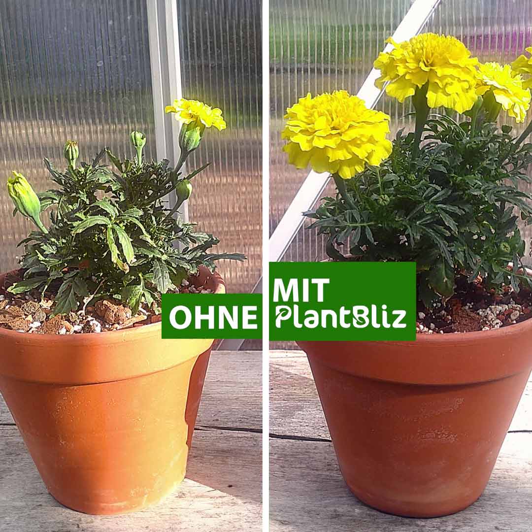 07_PlantBliz_gesundePflanzen.jpg