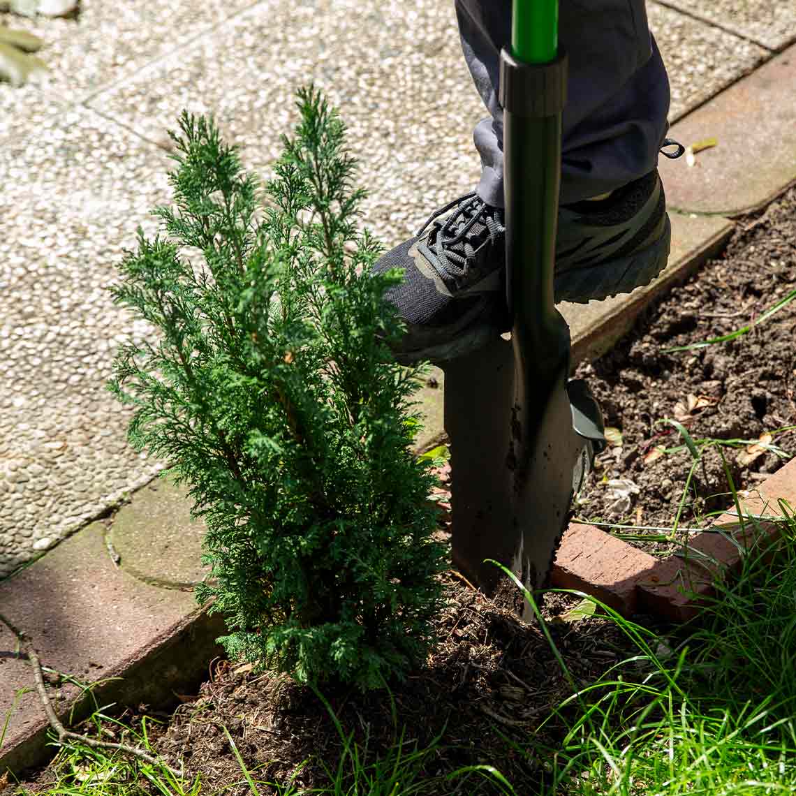Die Hammersmith Rayzer Shovel wird mit dem Fuß in dicht bewachsene Erde gedrückt um eine Pflanze umzugraben