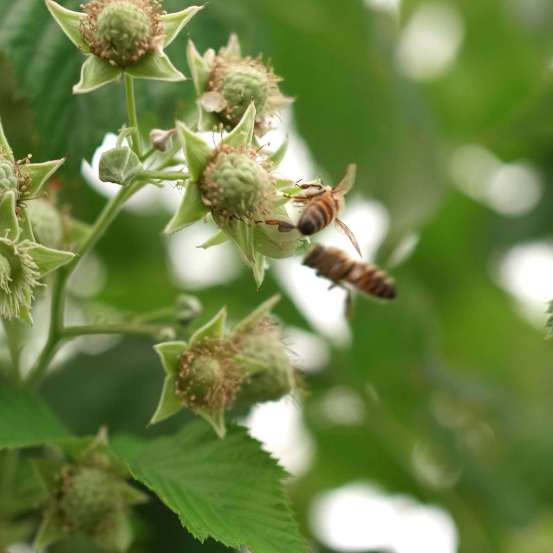 08_PlantBliz_Insektenfreundlich.jpg