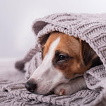 Hund liegt eingewickelt in einer grauen Decke und ruht sich aus