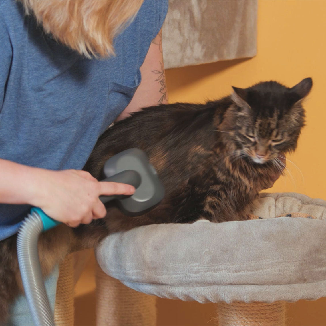 Eine Katze liegt entspannt auf einem Kratzbaum, während eine Person mit einem Tierpflege-Aufsatz eines Staubsaugers lose Haare aus dem Fell bürstet. Der Aufsatz wird sanft über den Rücken der Katze geführt und entfernt Tierhaare direkt während der Fellpflege.