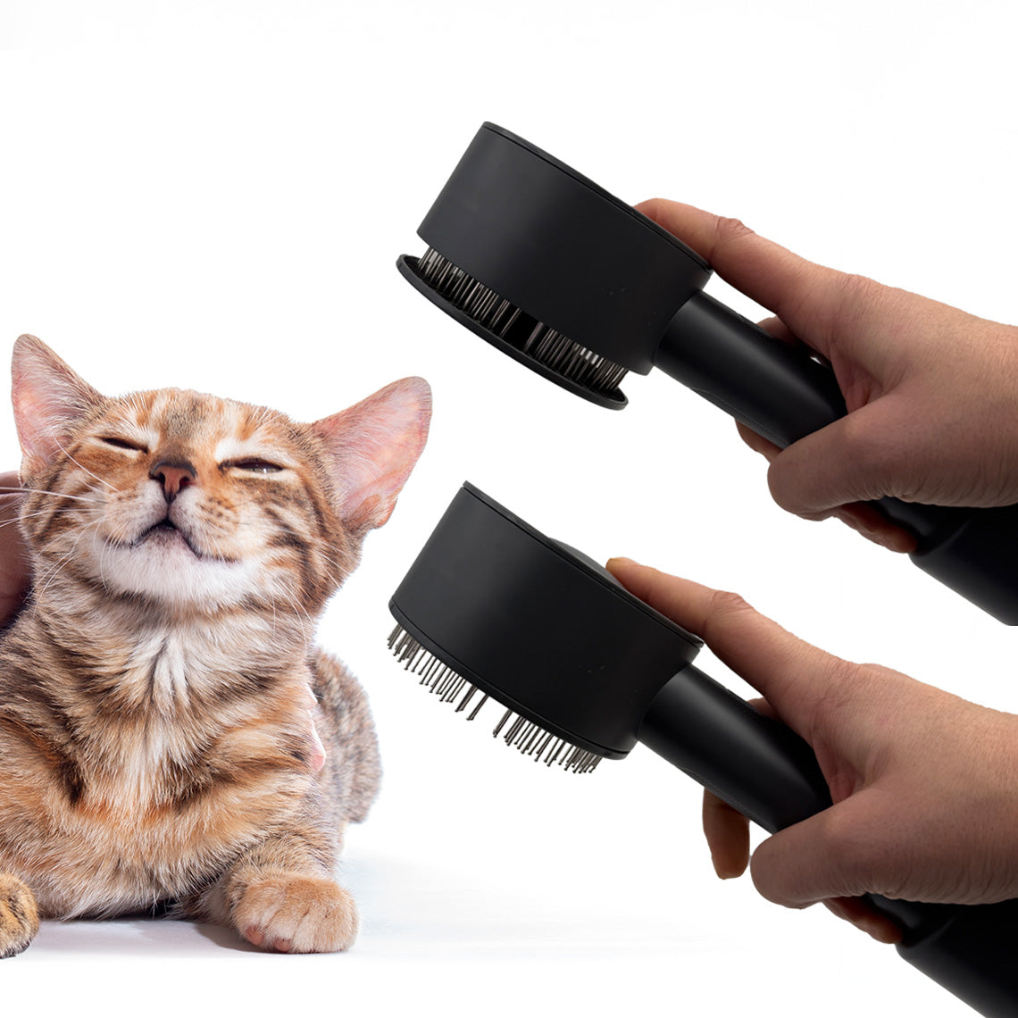Zwei Spezialbürsten werden zum sanften Bürsten einer zufriedenen Katze verwendet.